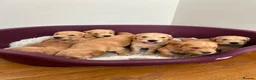 Golden Retriever dogs for sale: KC registered golden retriever puppies  in Ashtead - Advert 3