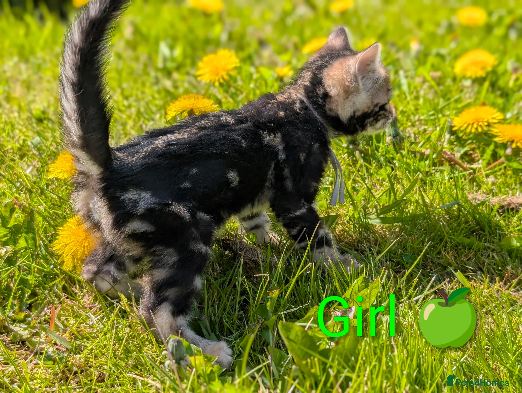 Bengal cats TICA Glitter Bengals|High Contrast|Health tested ✨ - Advert 2