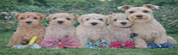 Mixed Breed dogs for sale: ✨ Exceptional Toy Schnoodle Puppies Available ✨ - Advert 1