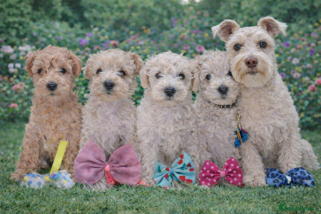 Mixed Breed dogs for sale: ✨ Exceptional Toy Schnoodle Puppies Available ✨ - Advert 1