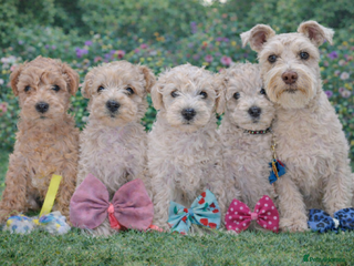 Mixed Breed dogs ✨ Exceptional Toy Schnoodle Puppies Available ✨ - Advert 1