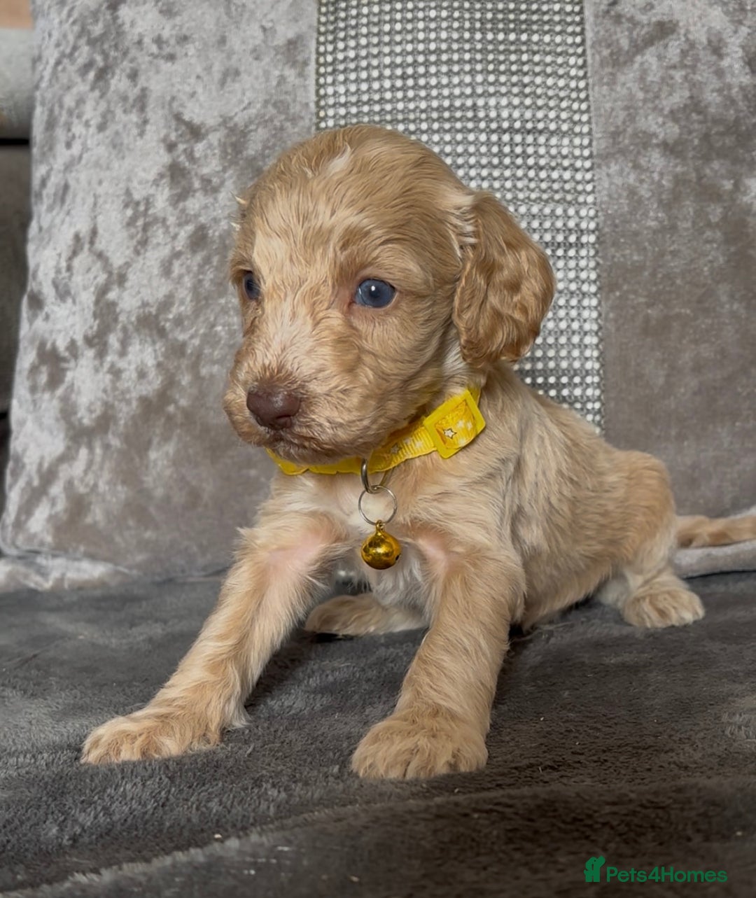 Cockapoo dogs for sale: stunning cockapoo puppies  - Image 16