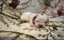 Mixed Breed dogs for sale: Cockalier puppies  - Advert 26