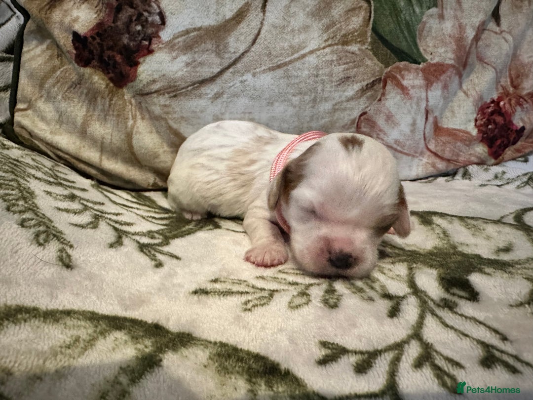 Mixed Breed dogs for sale: Cockalier puppies  - Advert 26