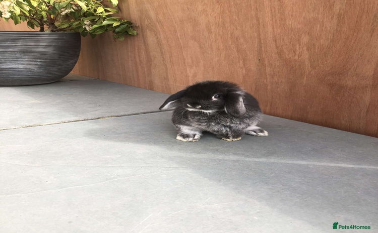 Mini Lop rabbits - Advert 1