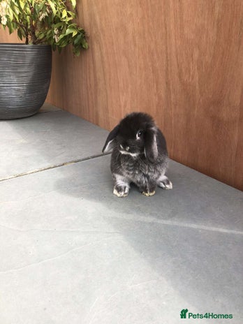 Mini Lop rabbits - Advert 1