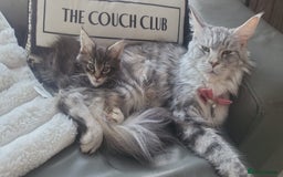 Maine Coon cats for sale: Beautiful Maine Coon girl ready now! 💫🤍 - Image 5