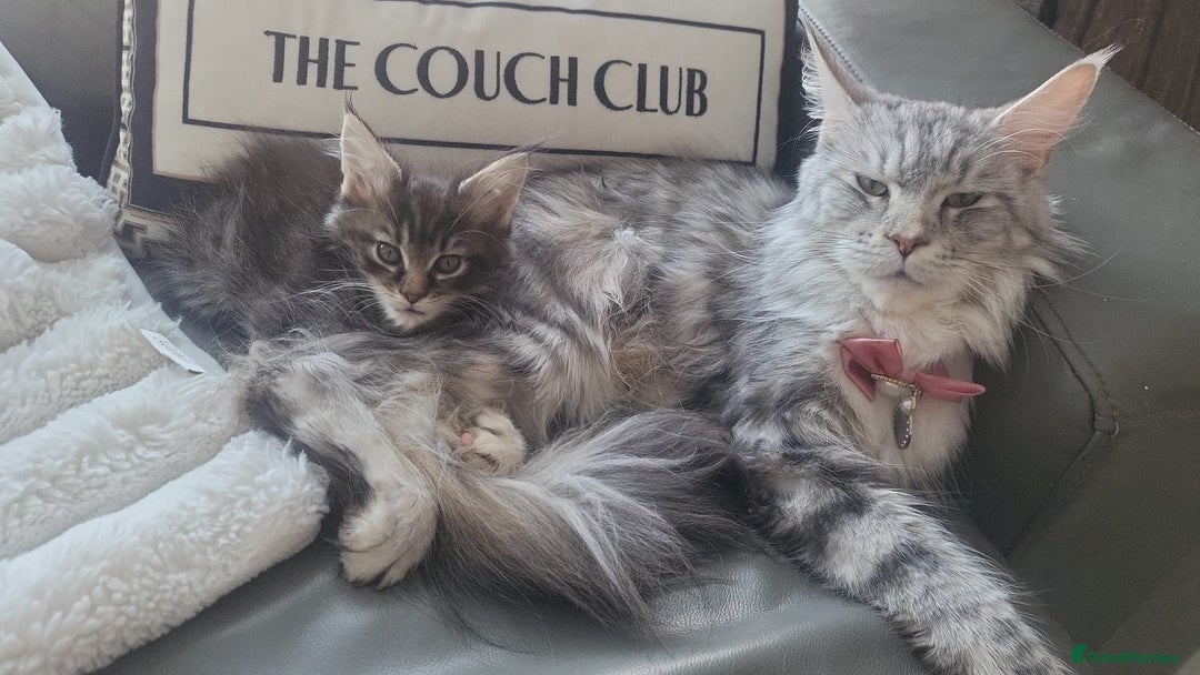 Maine Coon cats for sale: Beautiful Maine Coon girl ready now! 💫🤍 - Image 5
