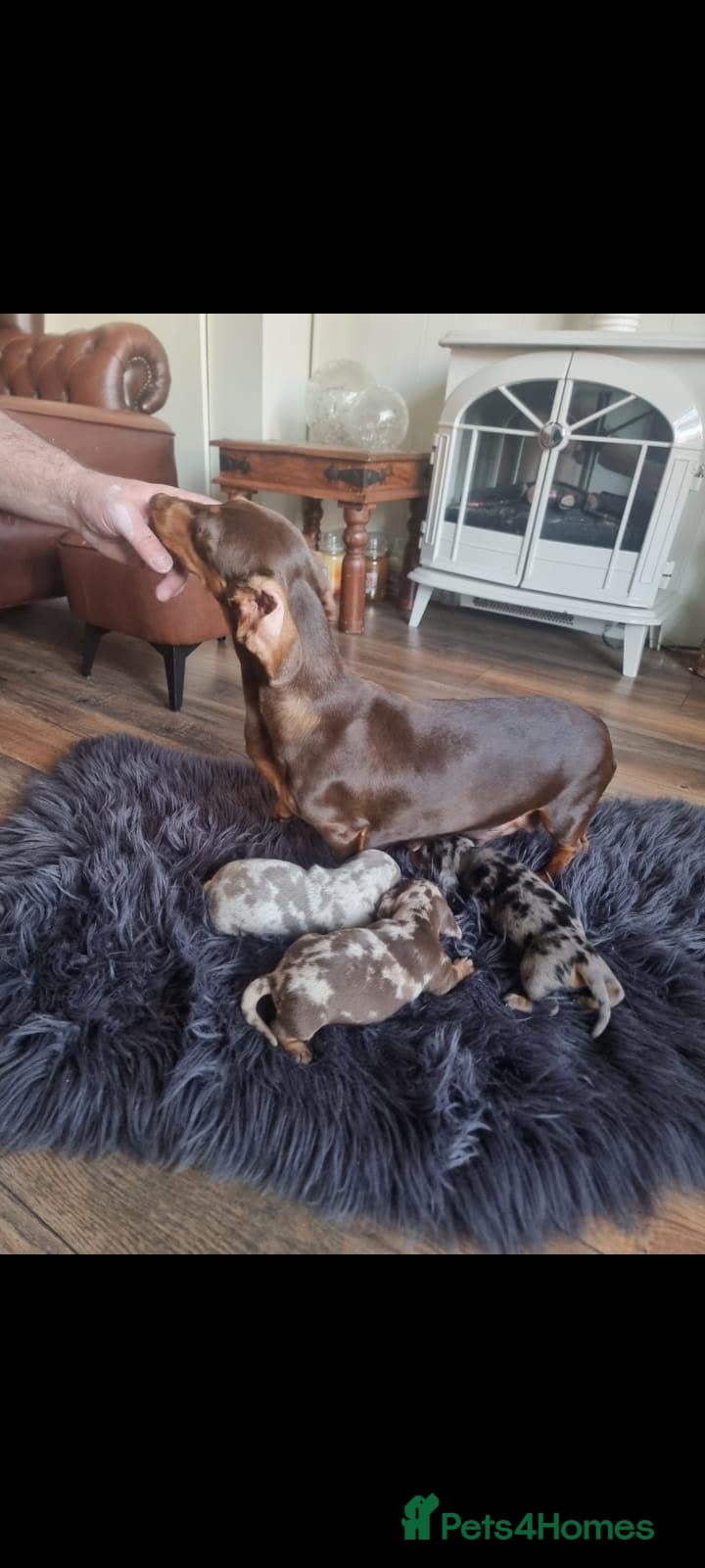 Dachshund dogs Beautiful Dapple Dachsund pups - Advert 16
