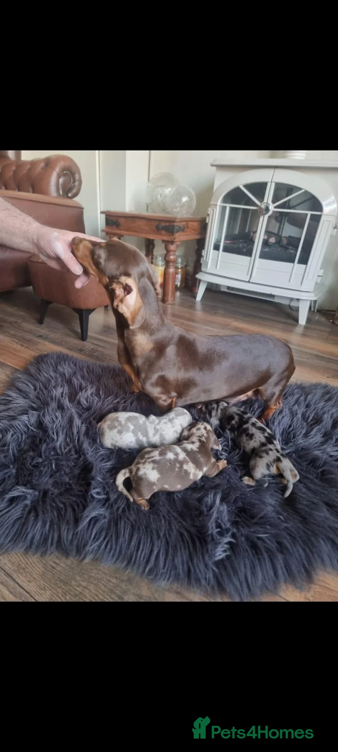 Dachshund dogs for sale: Beautiful Dapple Dachsund pups in Wolverhampton - Advert 1