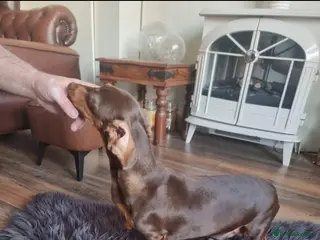 Dachshund dogs Beautiful Dapple Dachsund pups - Advert 1