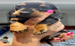 Dachshund dogs for sale: Miniature Dachshund sausage dog puppies - Image 15