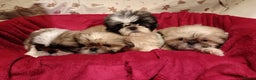 Shih Tzu dogs for sale: Shih Tzu puppy's  - Advert 10