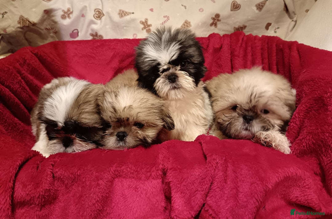 Shih Tzu dogs for sale: Shih Tzu puppy's  - Advert 10