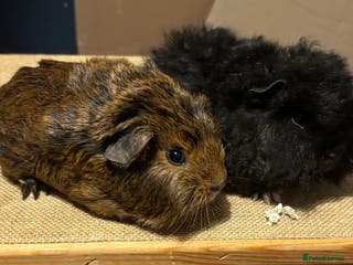 Guinea Pig rodents Pair of guinepig boys for loving home - Advert 14