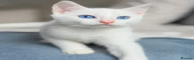 Turkish Angora 1