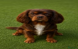 Cavalier King Charles Spaniel dogs for stud: Fully health tested Chocolate&Tan Cavalier  Stud in Havant - Image 3