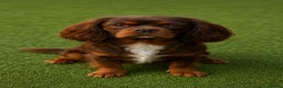 Cavalier King Charles Spaniel dogs for stud: Fully health tested Chocolate&Tan Cavalier  Stud in Havant - Advert 3