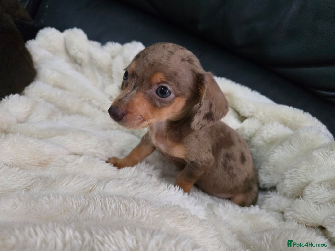 Miniature Dachshund dogs for sale: Miniature dachshunds  - Image 7