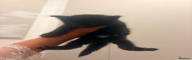 British Longhair 1