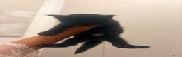 British Longhair cats for sale:  2 BEAUTIFUL FLUFFY BLACK KITTENS FOR SALE  in Norwich - Advert 6