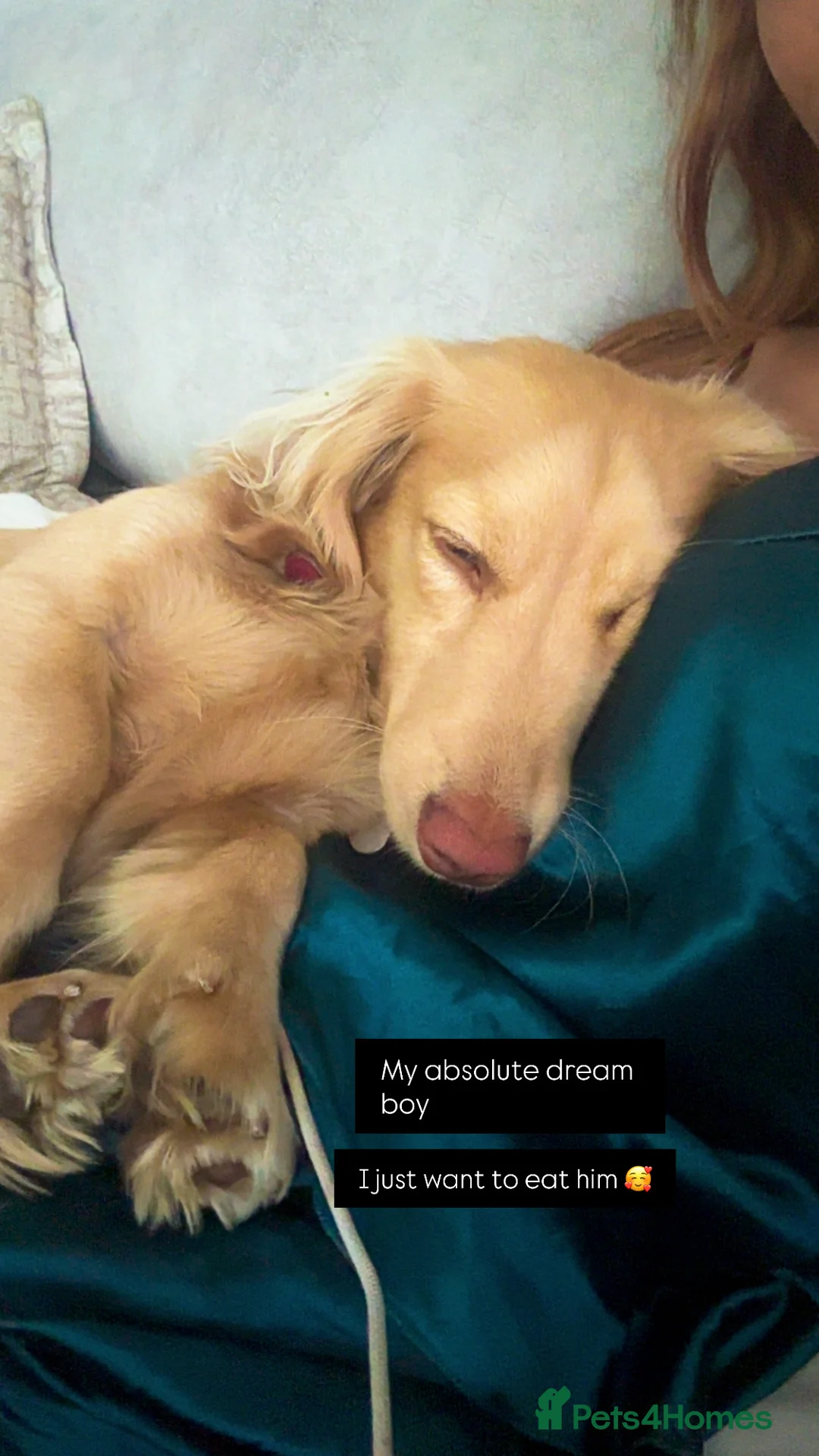 Miniature Dachshund dogs for sale: KC registered 1 year old LH CREAM BOY  - Advert 2