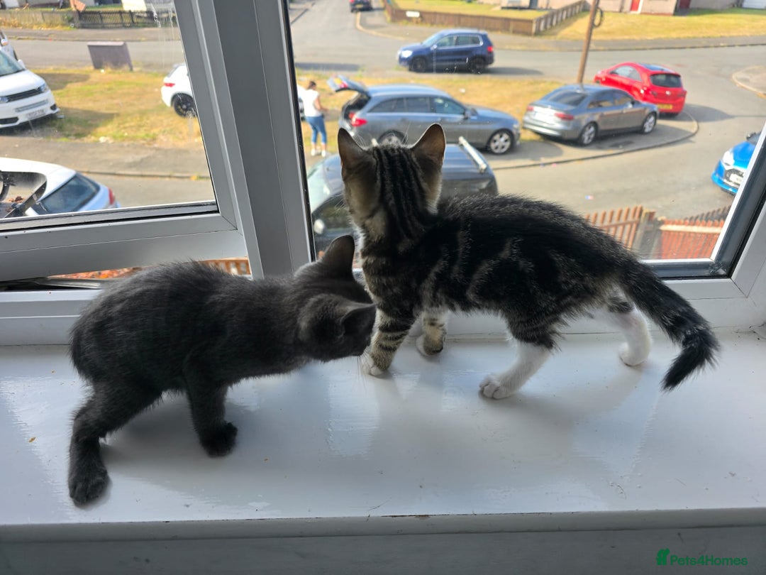 Mixed Breed cats for sale: 8 week kittens - Image 23
