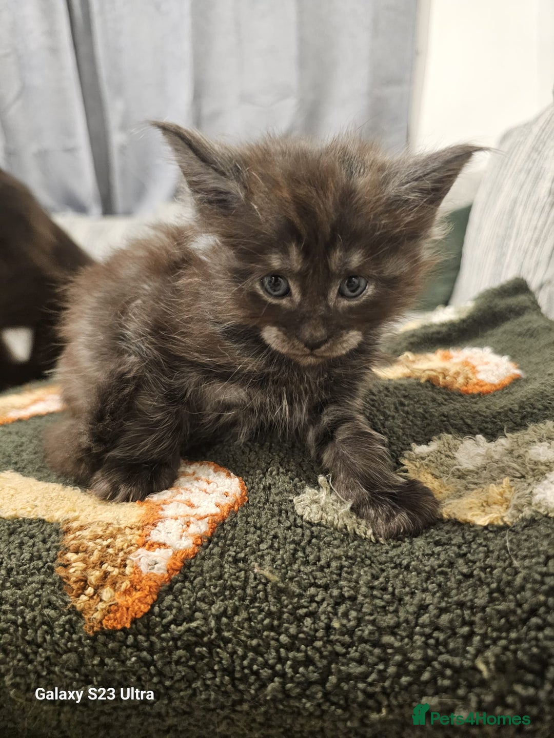 Maine Coon cats for sale: Maine coon babies 😻 - Advert 6