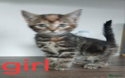Mixed Breed cats for sale: Beautiful kittens ready for new address  - Image 5