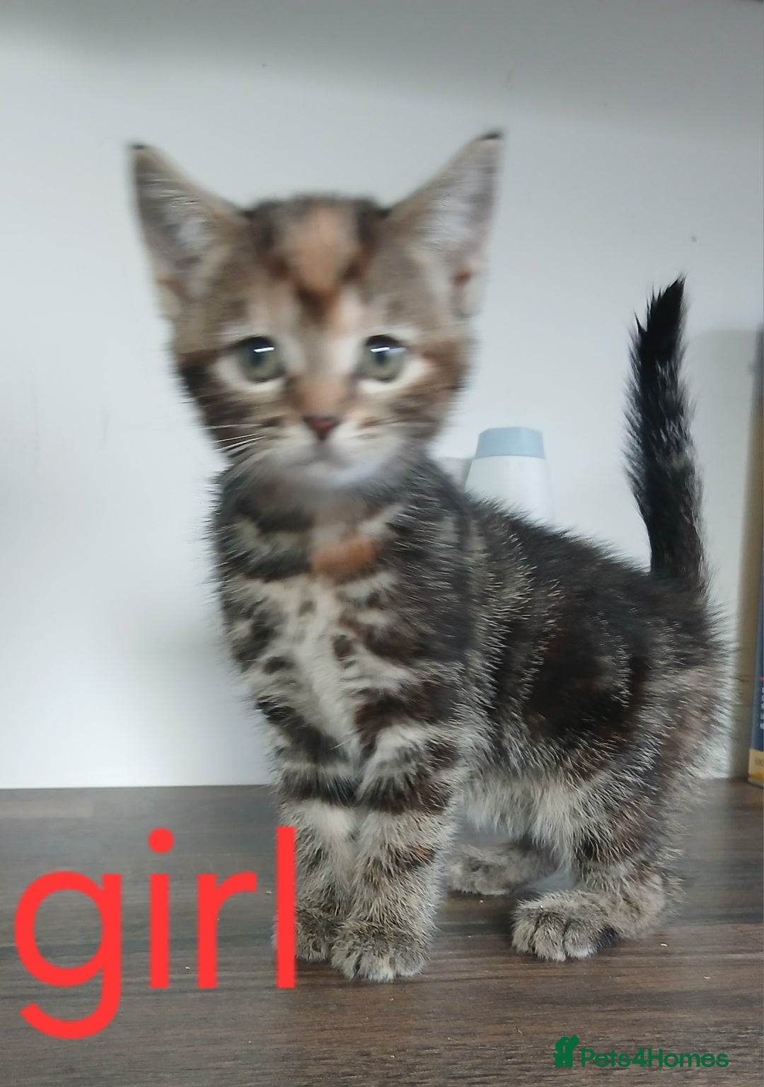 Mixed Breed cats for sale: Beautiful kittens ready for new address  - Image 5