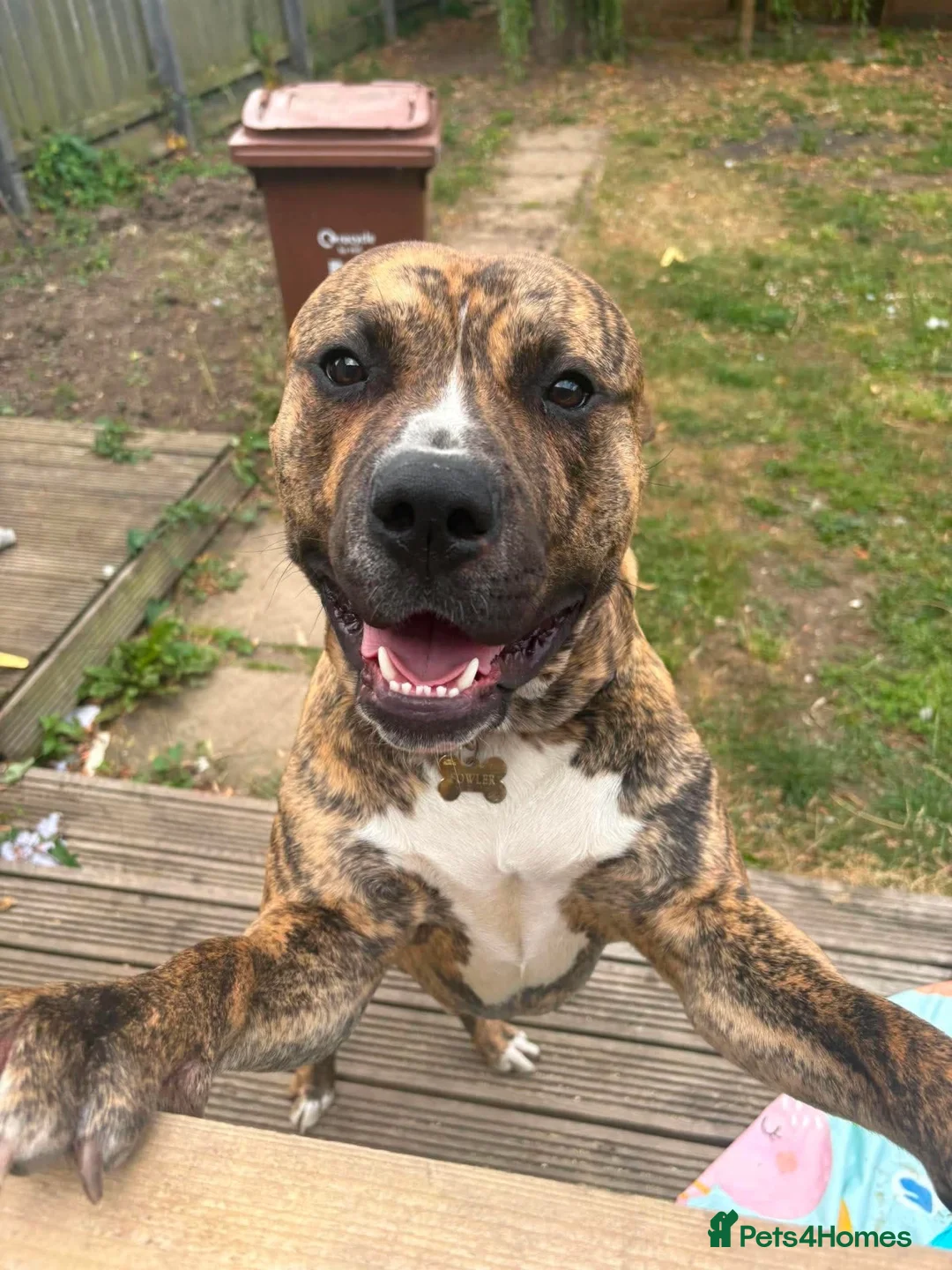 Mixed Breed dogs for sale: Bull boxer - Advert 1
