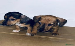 Dachshund dogs for sale: Dachshund Puppies - Image 7