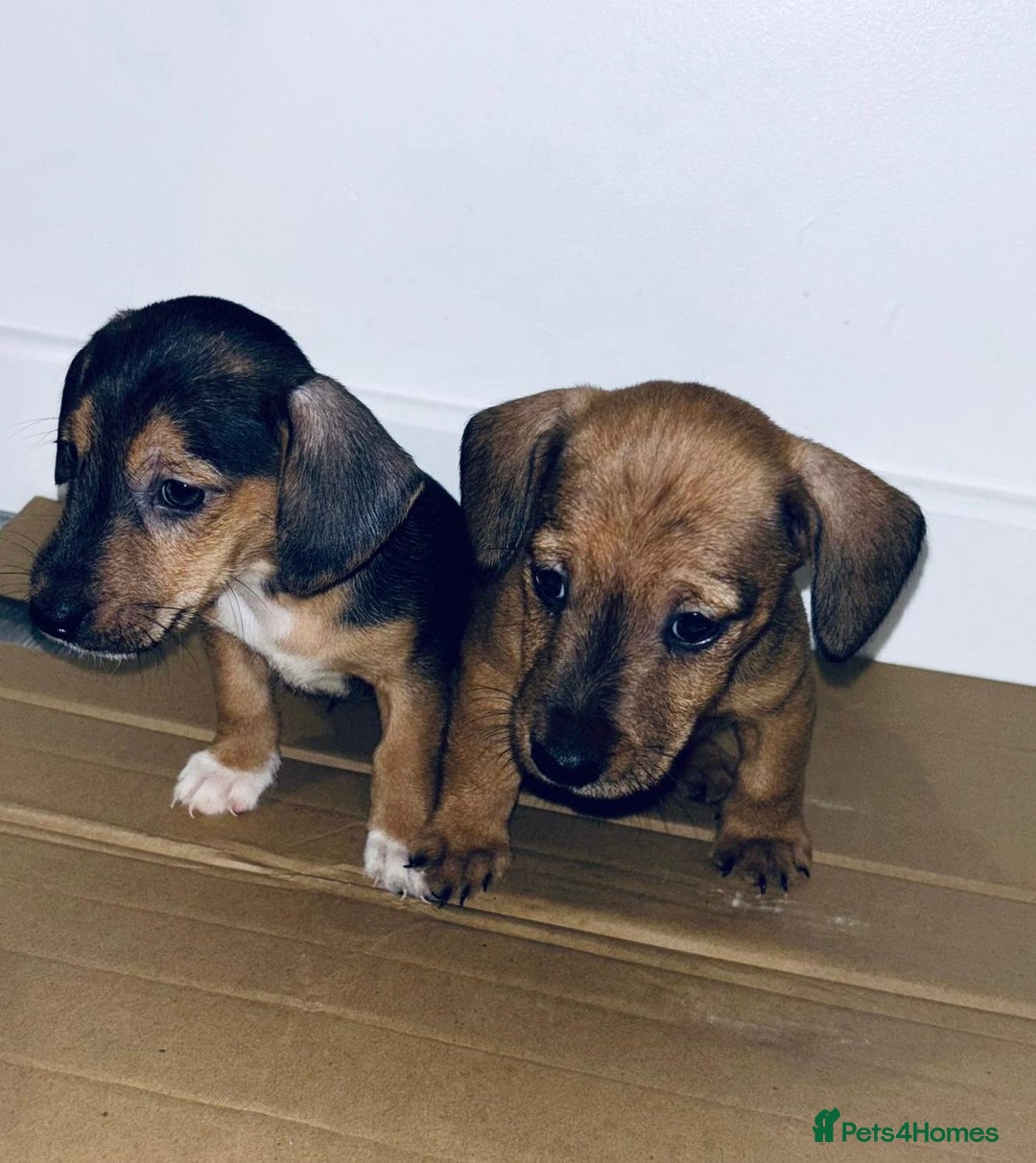 Dachshund dogs for sale: Dachshund Puppies - Image 7