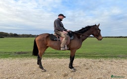Irish Thoroughbred horses for sale: Easy Going Gelding  - Image 5
