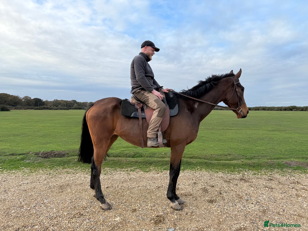 Irish Thoroughbred horses for sale: Easy Going Gelding  - Image 5