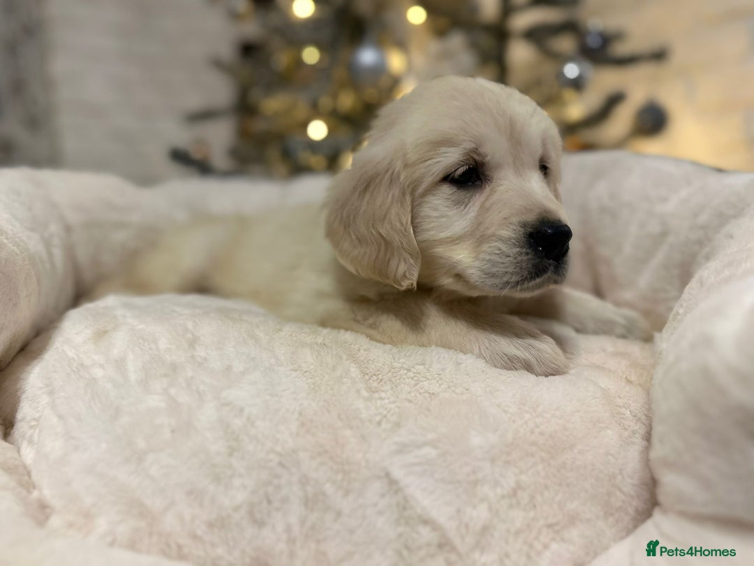 Golden Retriever dogs for sale: Golden retriever puppies  - Advert 8