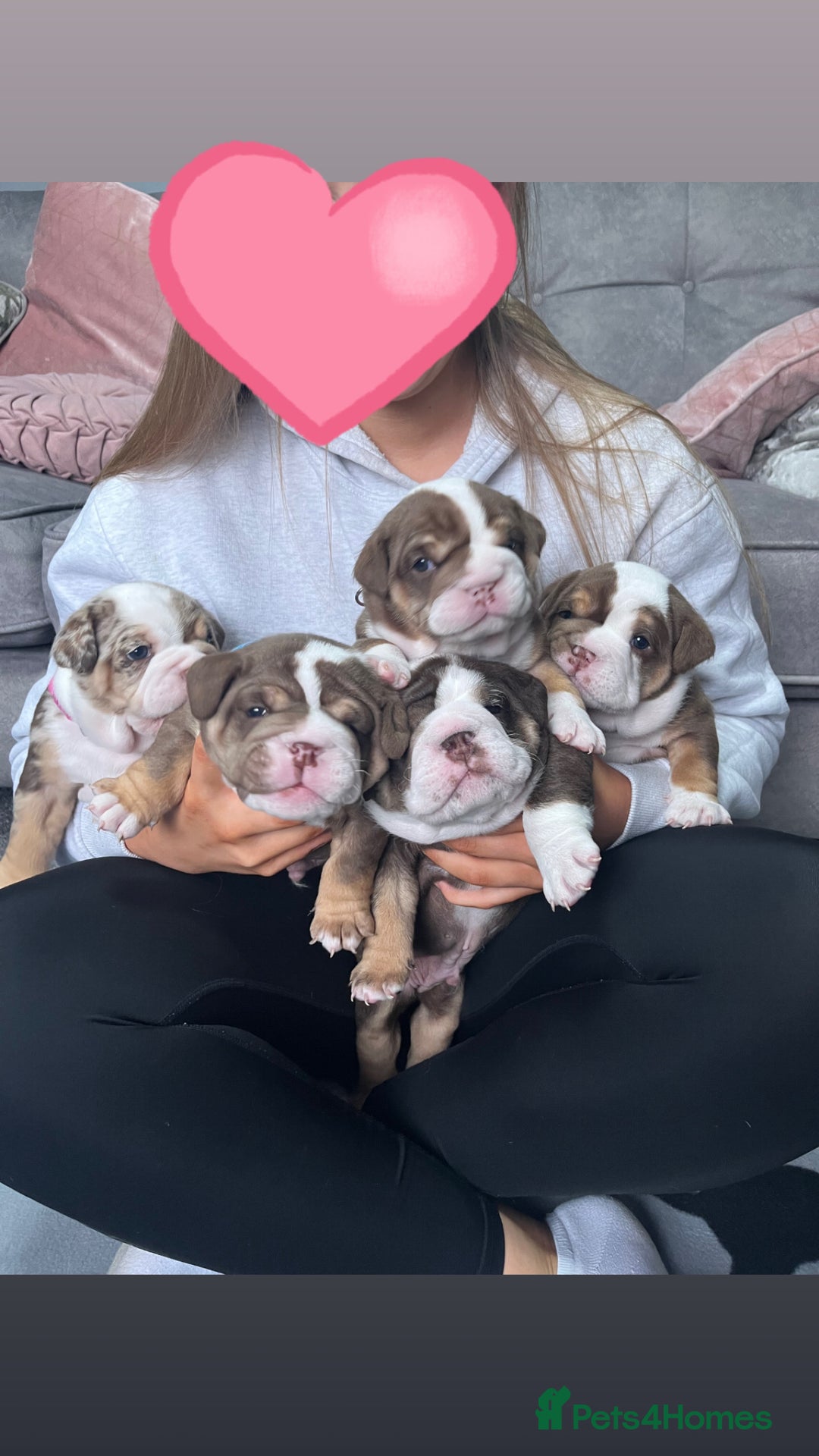 English Bulldog dogs for sale: 🐶 KC Registered English Bulldog Puppies 🐶 - Image 1