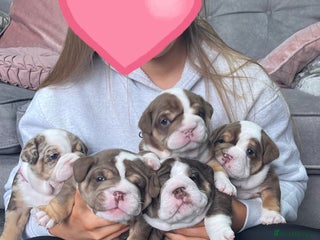 English Bulldog dogs - Advert 2