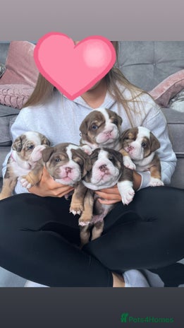 English Bulldog dogs - Advert 2