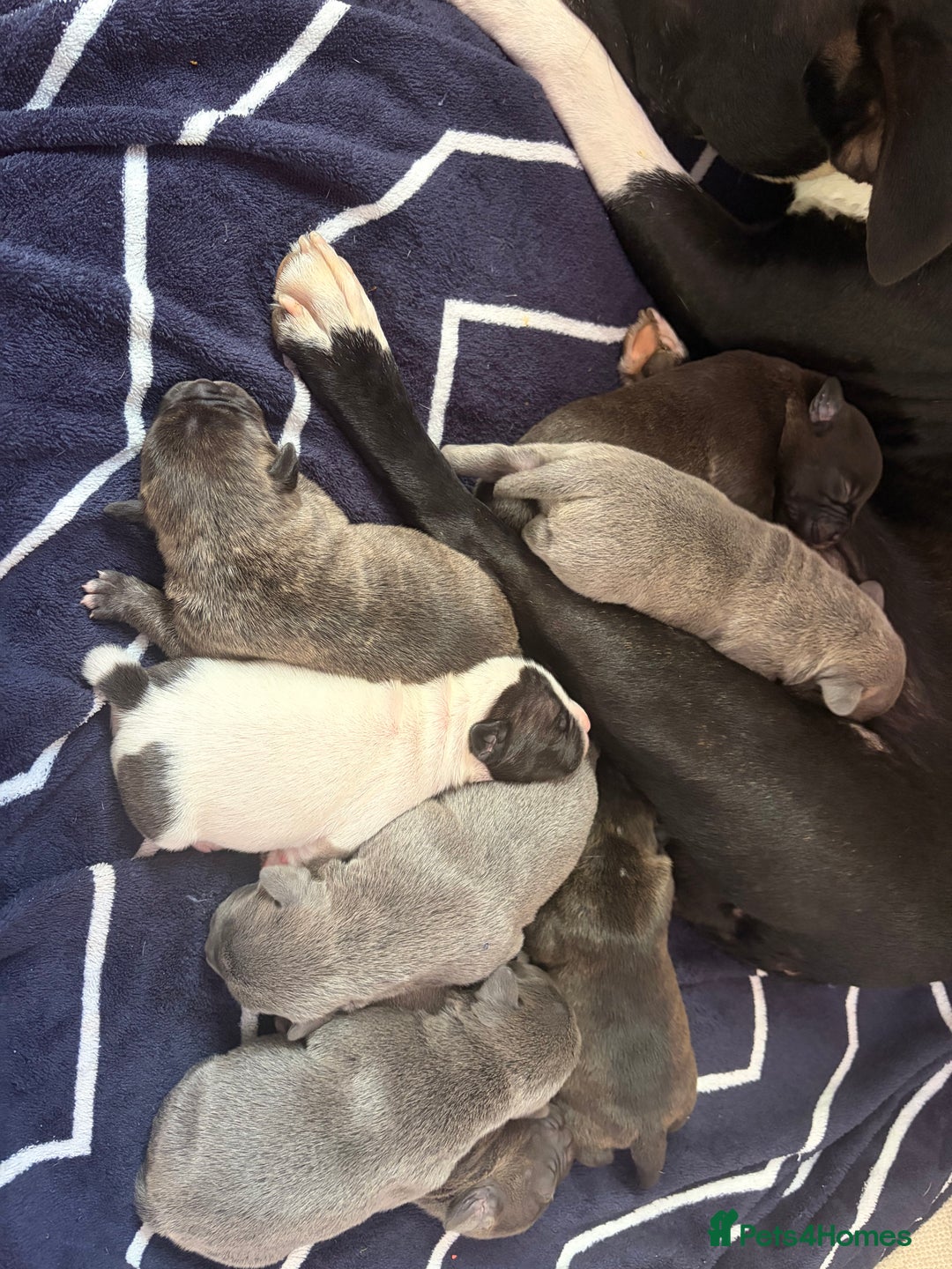 Mixed Breed dogs for sale: Staffy mixed French bulldog puppies  - Advert 3