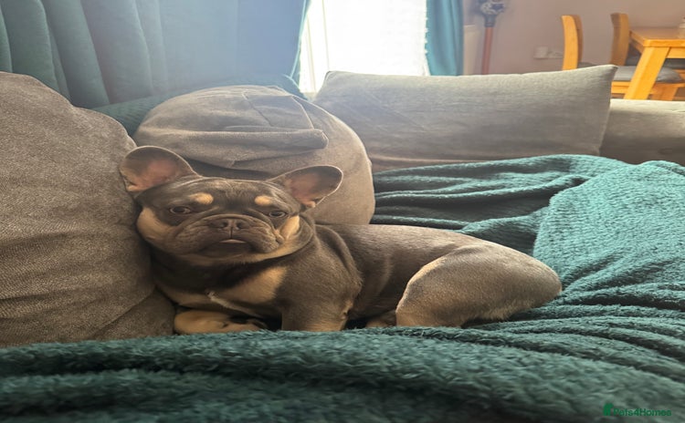 French Bulldog dogs - Advert 1
