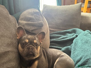 French Bulldog dogs - Advert 35