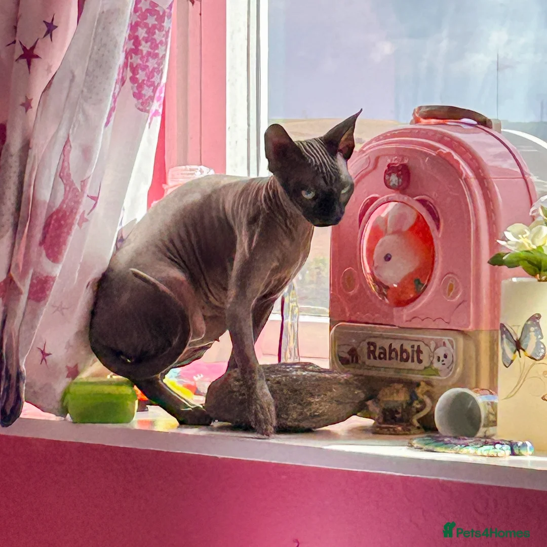 Sphynx cats for sale: Urgent - Petite Blue Mink Sphynx Girl needs home - Advert 1