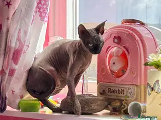 Sphynx cats Urgent - Petite Blue Mink Sphynx Girl needs home - Advert 1