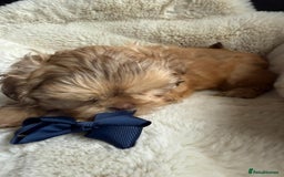 Shih Tzu dogs for sale: 4 imperial shih Tzu beautiful boys  - Image 5