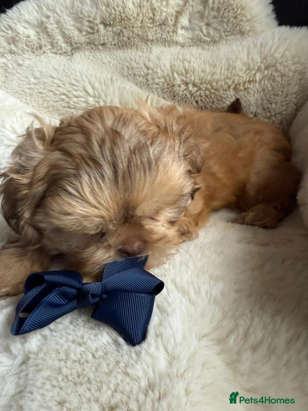Shih Tzu dogs for sale: 4 imperial shih Tzu beautiful boys  - Image 5