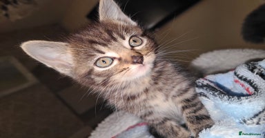 Mixed Breed cats - Advert 15