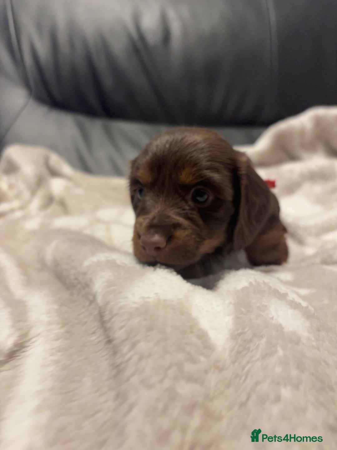 Miniature Dachshund dogs for sale: Miniature Dachshund Puppies Chocolate and Tan KC - Advert 22