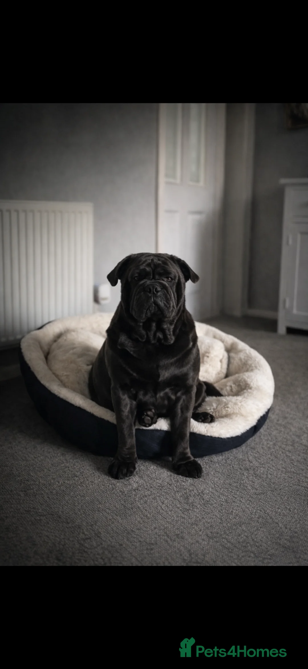 Mixed Breed dogs for sale: Loving home needed for English bulldog/pug cross - Advert 2