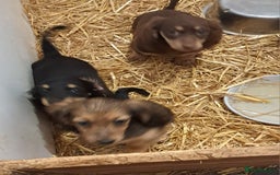 Miniature Dachshund dogs for sale: minature long haired daschund  - Image 12